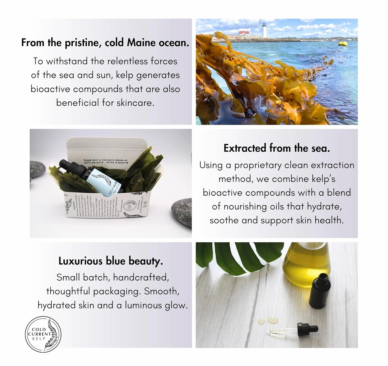 KelpGlow Facial Oil, Maine-Grown Kelp 10ml (Coastal Lavender)