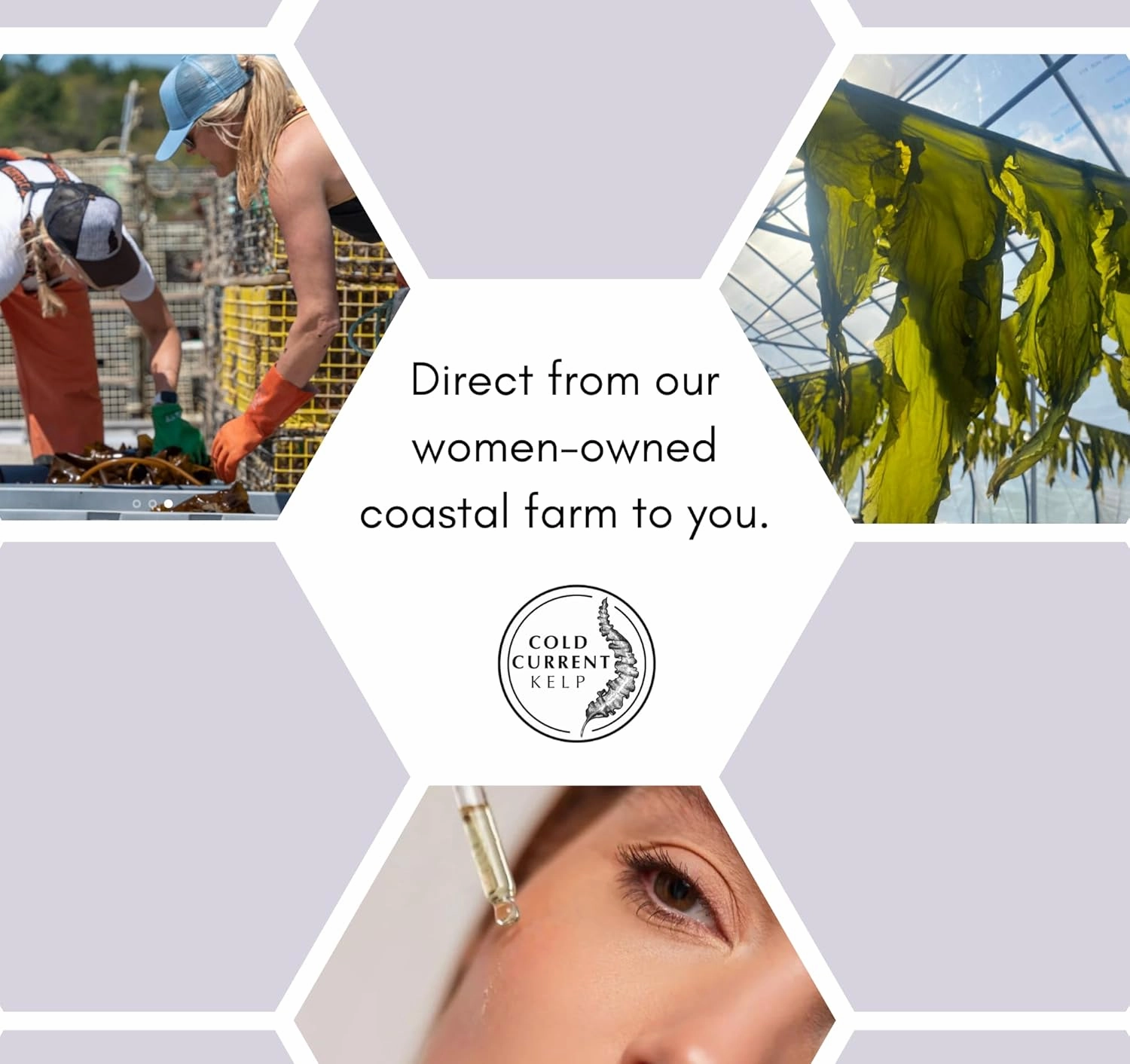 KelpGlow Facial Oil, Maine-Grown Kelp 10ml (Coastal Lavender)