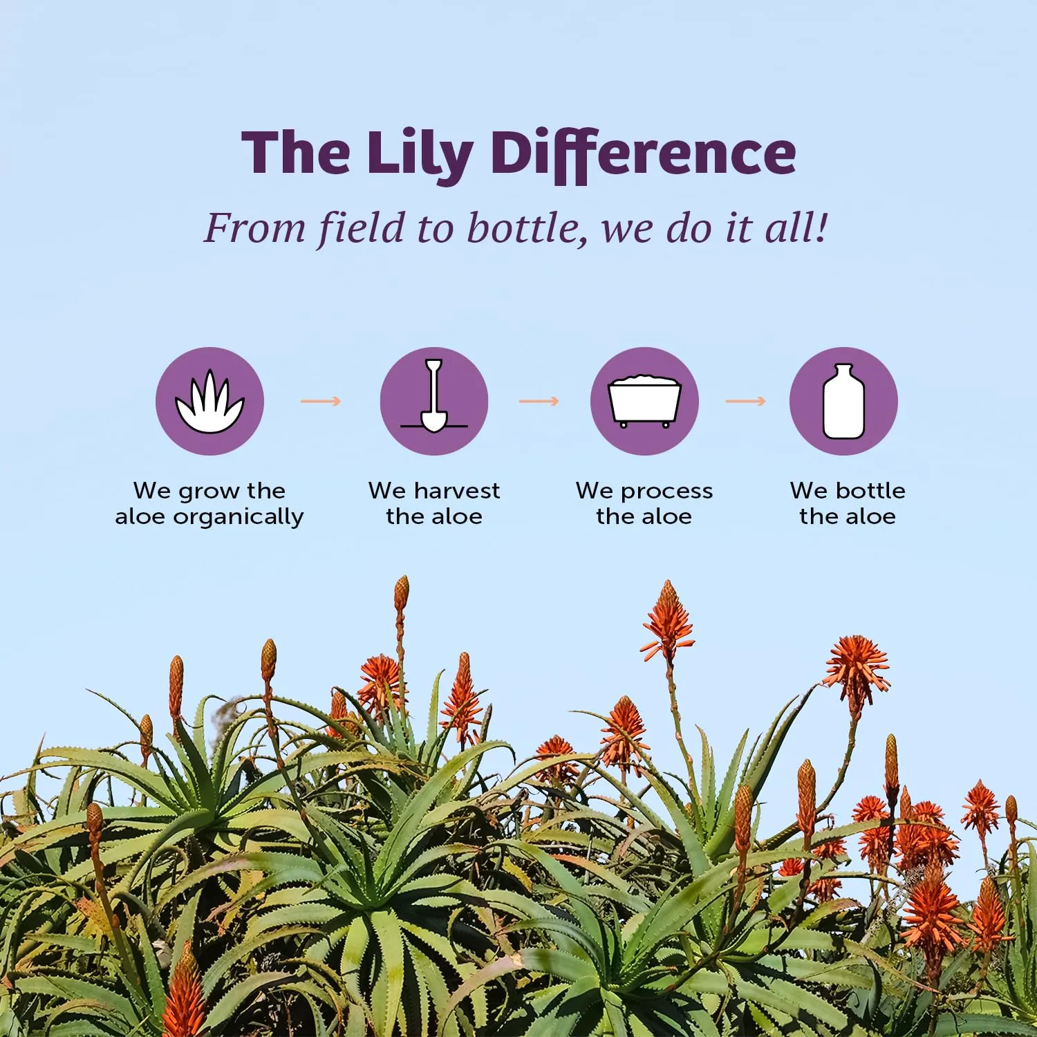 Lily Of The Desert Gelly Moisturizer - 99% Organic Aloe Vera Gel for Skin, After Sun Care with Aloe, Vitamin E Oil, and Vitamin C for Sunburn Relief, 12 Fl Oz (Pack of 2)