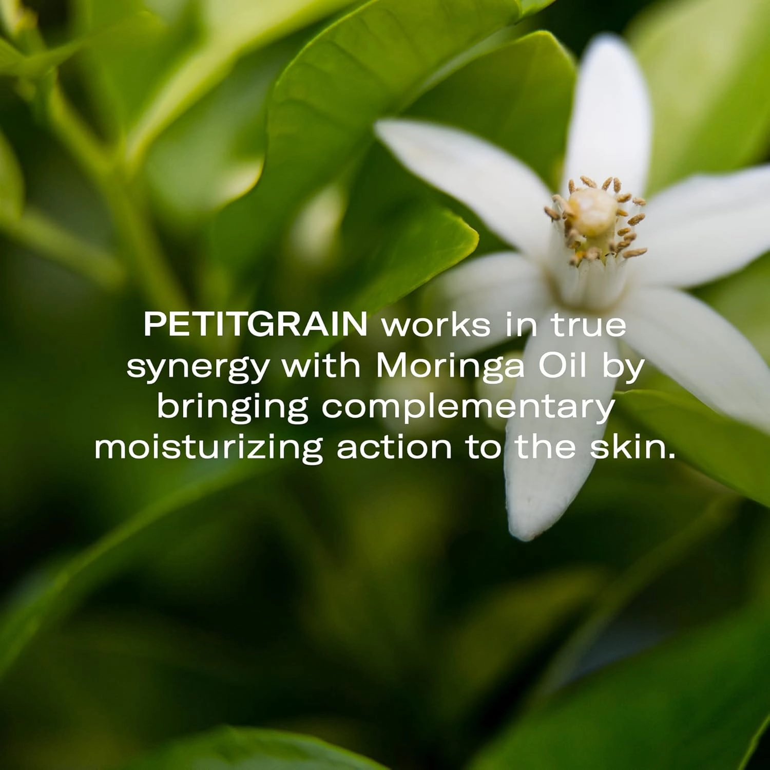 Odacité Hydrating Serum Concentrate with Moringa   Petitgrain - Serum for Very Dry Skin - Face Oil Concentrate for Moisturizing & Hydrating Dry Skin or Chapped & Cracked Skin - 0.17 fl. Oz