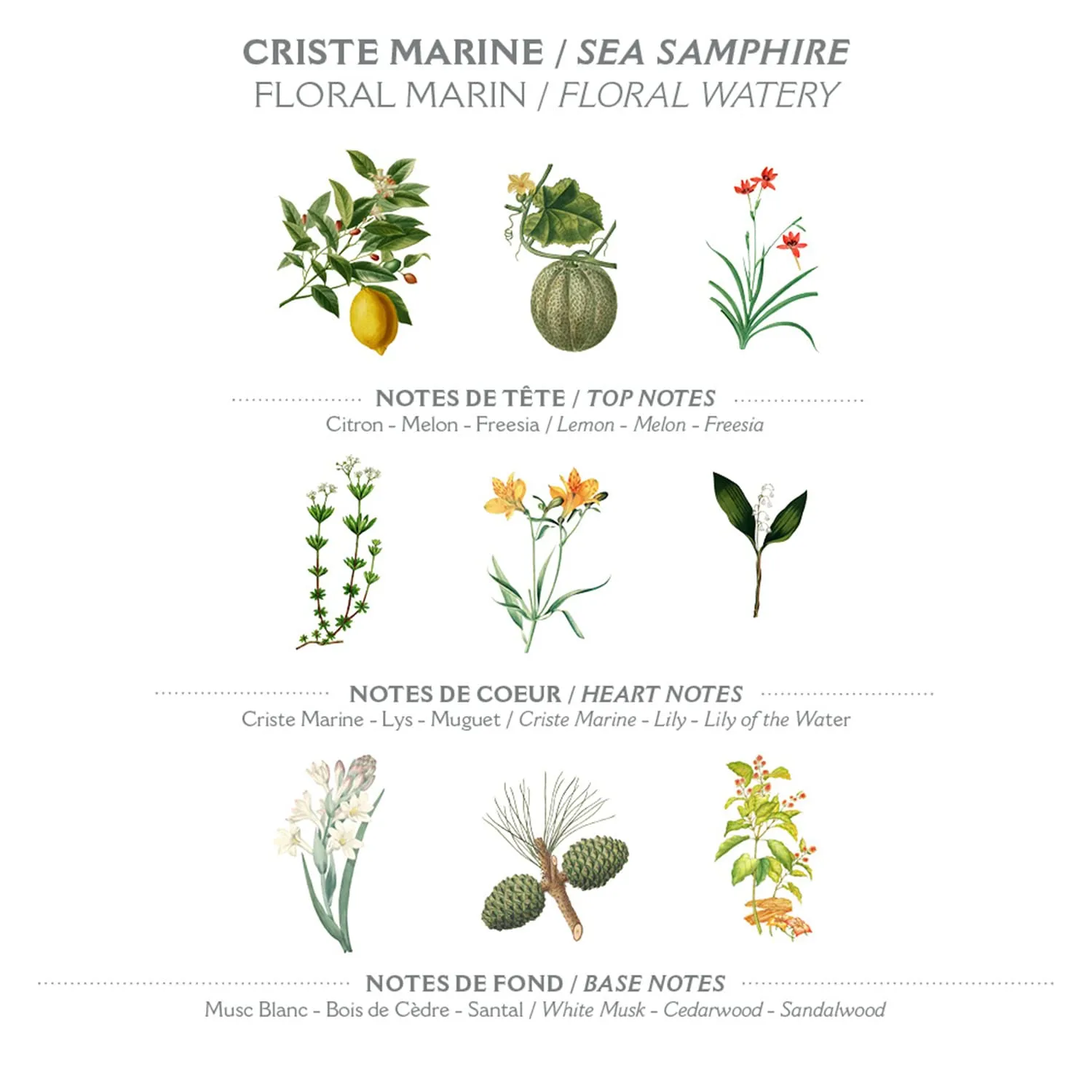 Panier des Sens – Sea Samphire Hand & Body Lotion for Dry Skin - Hydrating Body Cream for Women - Nourishing Fluid Body Moisturizer Shea Butter & Olive Oil 97% Natural Ingredients Body Care 8.45 Floz