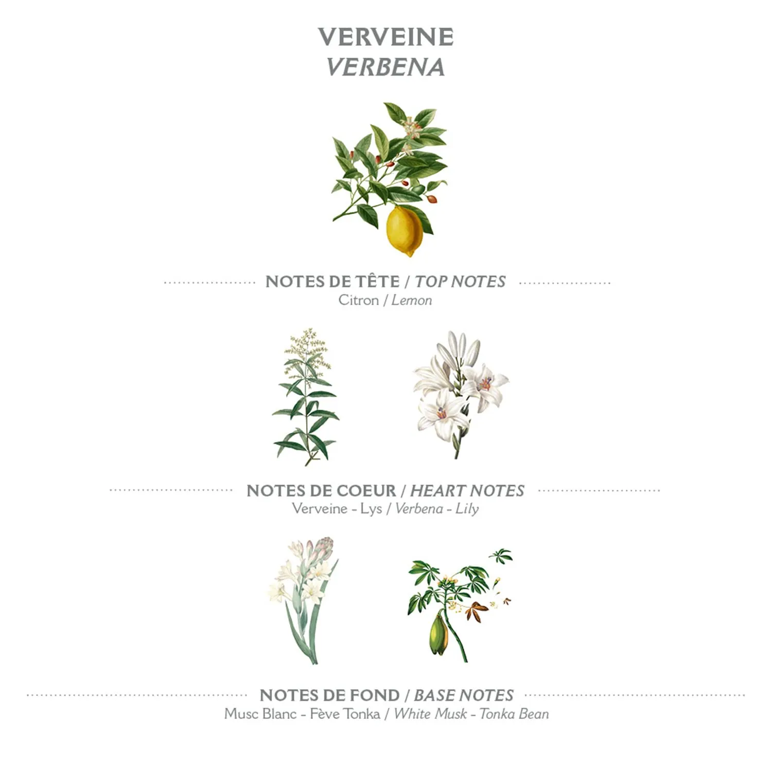 Panier des Sens – Verbena Hand & Body Lotion for Dry Skin - Hydrating Body Cream for Women - Nourishing Fluid Body Moisturizer Shea Butter & Olive Oil - 97% Natural Ingredients Body Care - 8.45 Floz