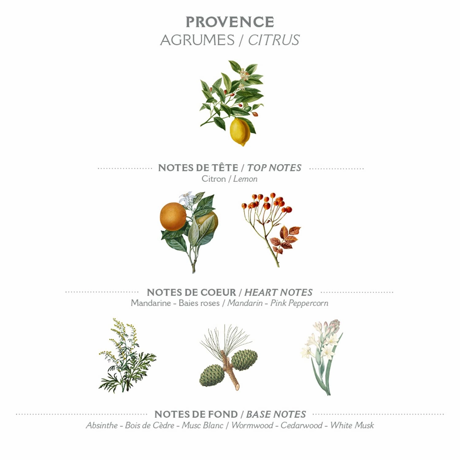 Panier des Sens – Provence Hand & Body Lotion for Dry Skin - Hydrating Body Cream for Women - Nourishing Fluid Body Moisturizer Shea Butter & Olive Oil - 97% Natural Ingredients Body Care - 8.45 Floz